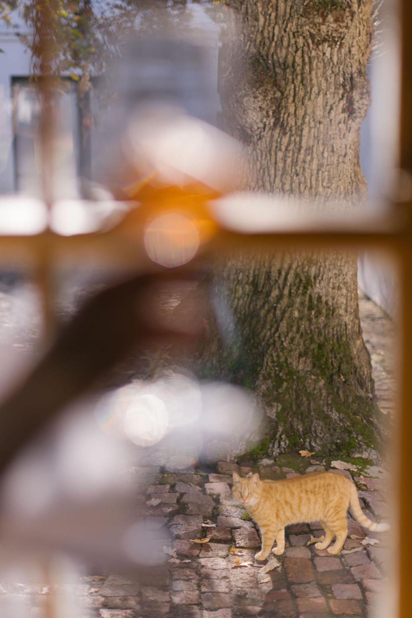 Under Oaks Guesthouse パール エクステリア 写真